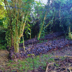 agroforesterie