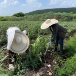 Formation Agroforesterie agriculture Guadeloupe
